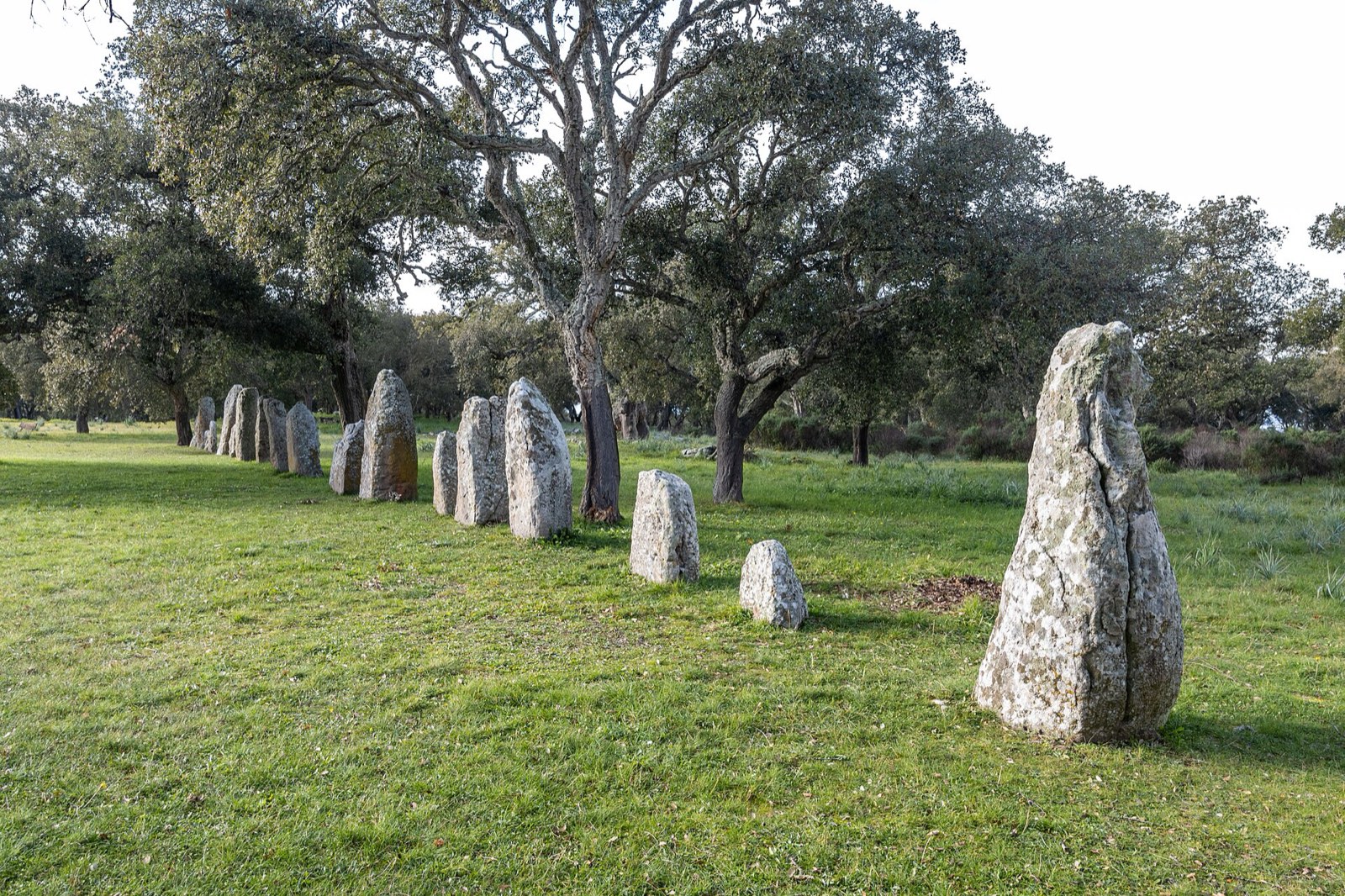 Allineamento di menhir tra le querce da sughero a Pranu Muttedu, Goni